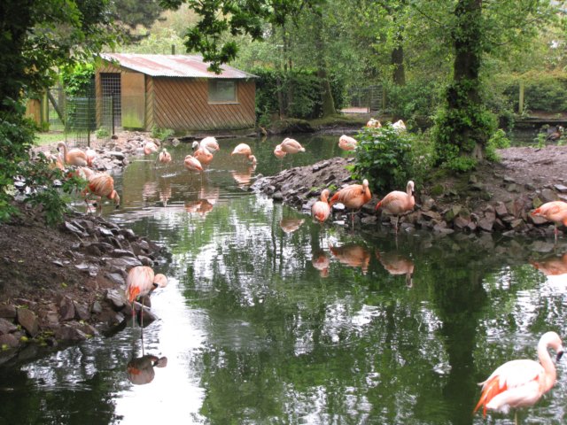 flamingoer.jpg