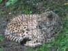 ogengepard_small.jpg